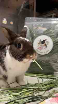 Coconut's Hut Premium Oat Hay 250g