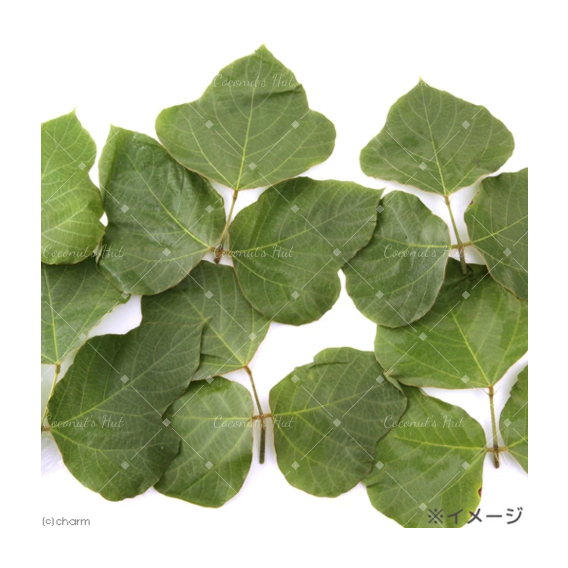 Leafcorp Japanese Kudzu Leaves 日本产 葛叶