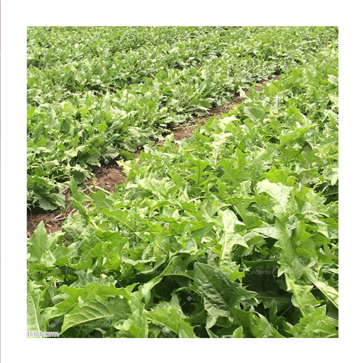 Leafcorp Highland Dandelion from Nagano 日本产 长野县高地蒲公英