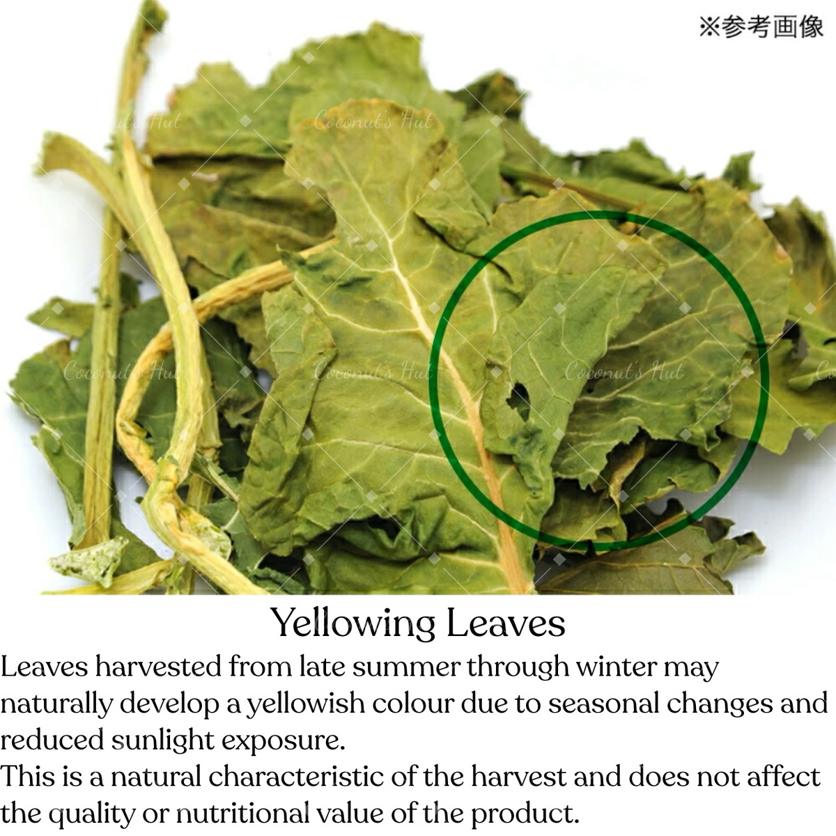 Leafcorp Broccoli Leaves 日本产 西兰花叶子