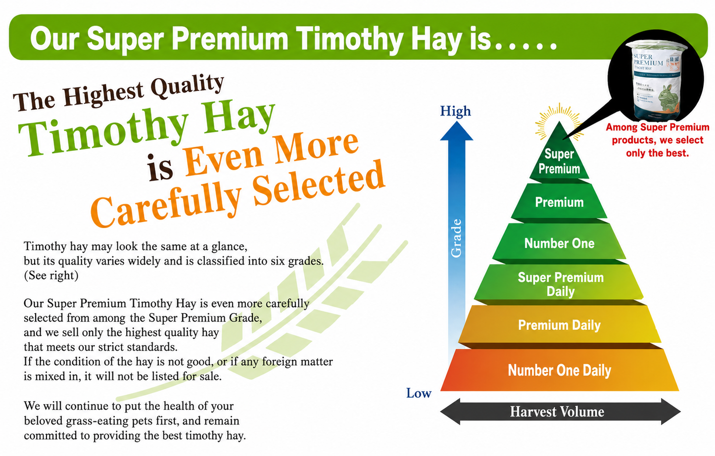 Hay Market Timothy Hay (First Cut)