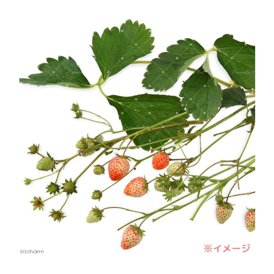 Leafcorp Dried Strawberry Leaves & Fruits 日本产 草莓叶和草莓