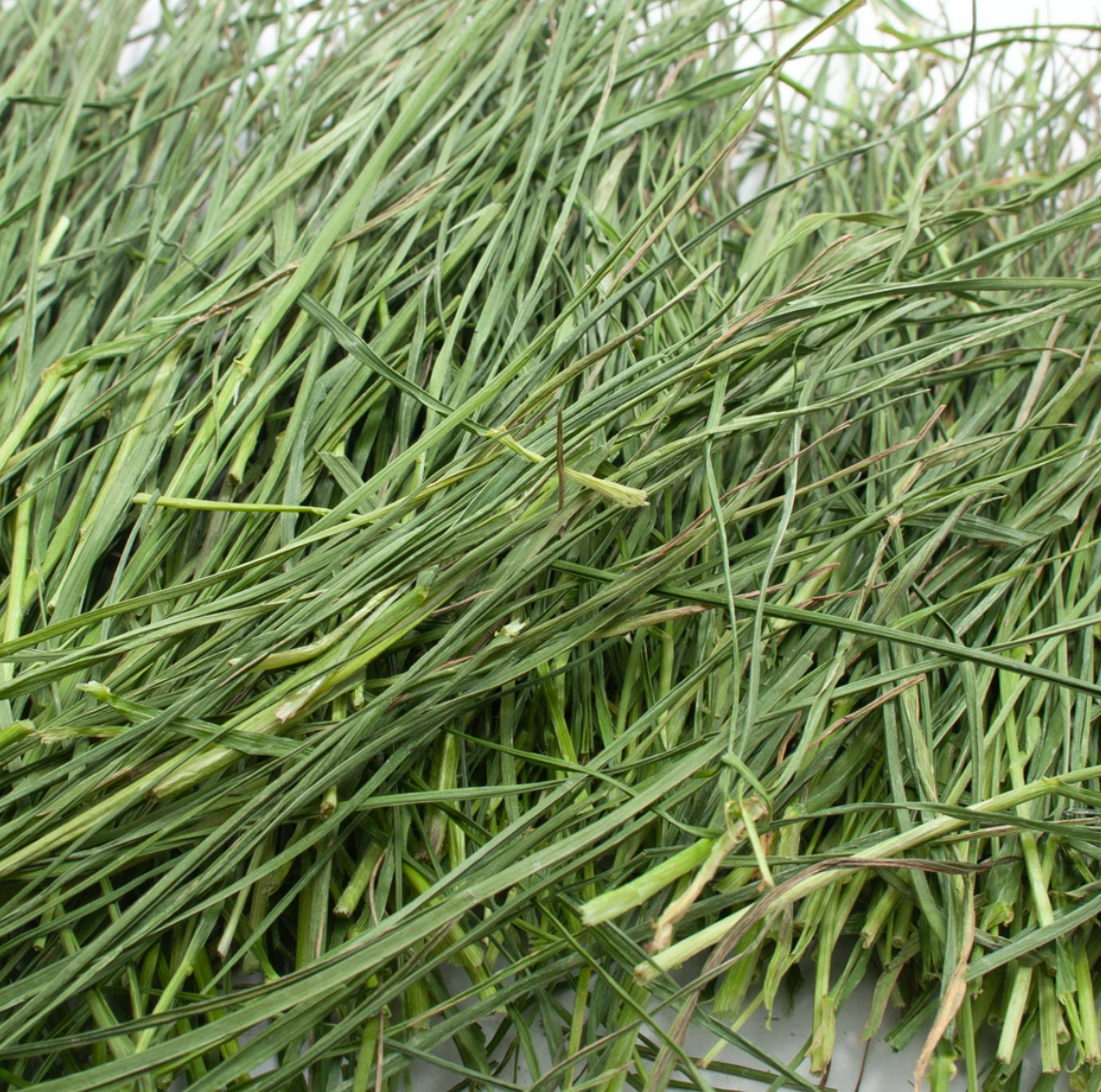 USAYAMA Domestically Grown Addictive Series Italian Young Ryegrass