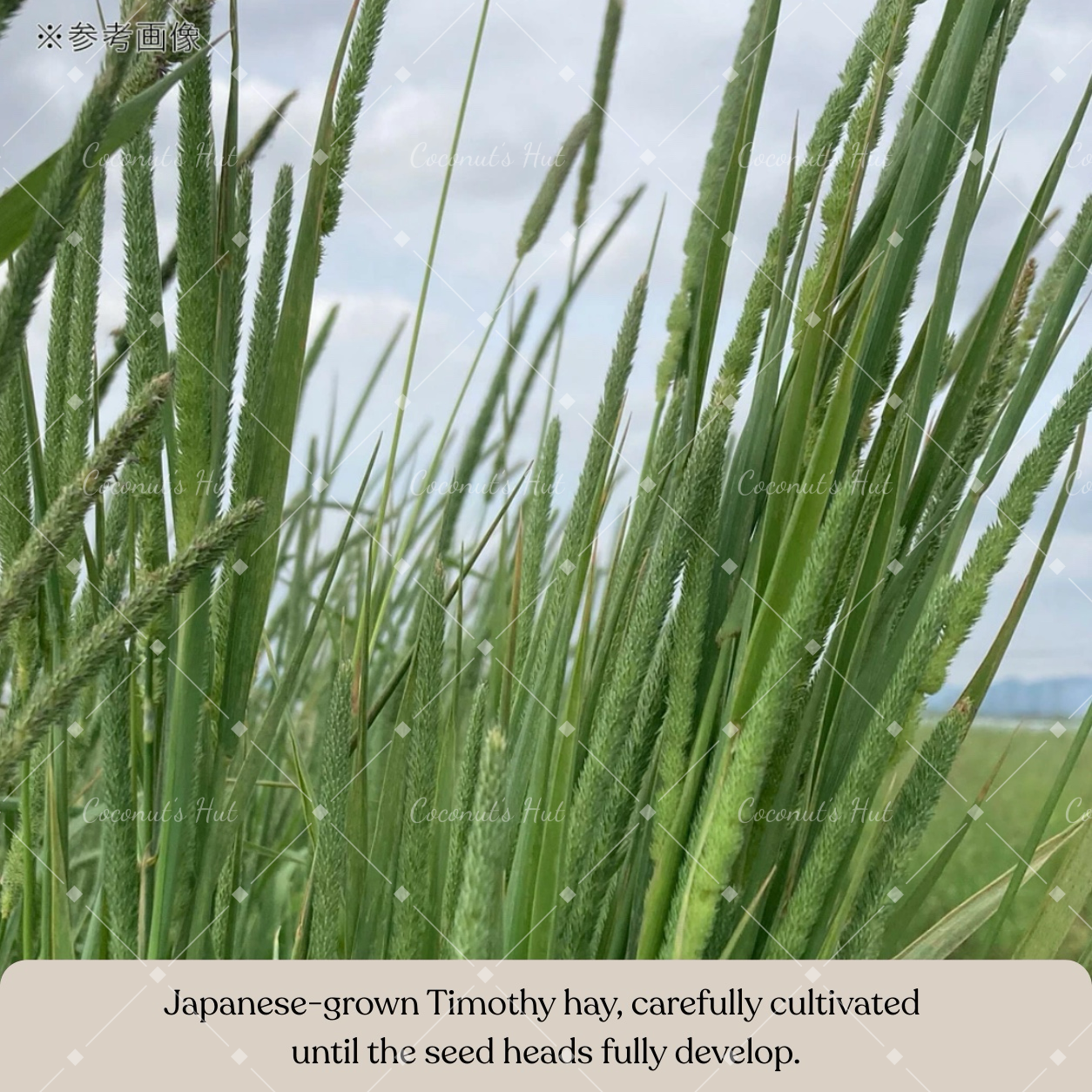 Leafcorp Green Cut Timothy Hay 日本产 青割提摩西草