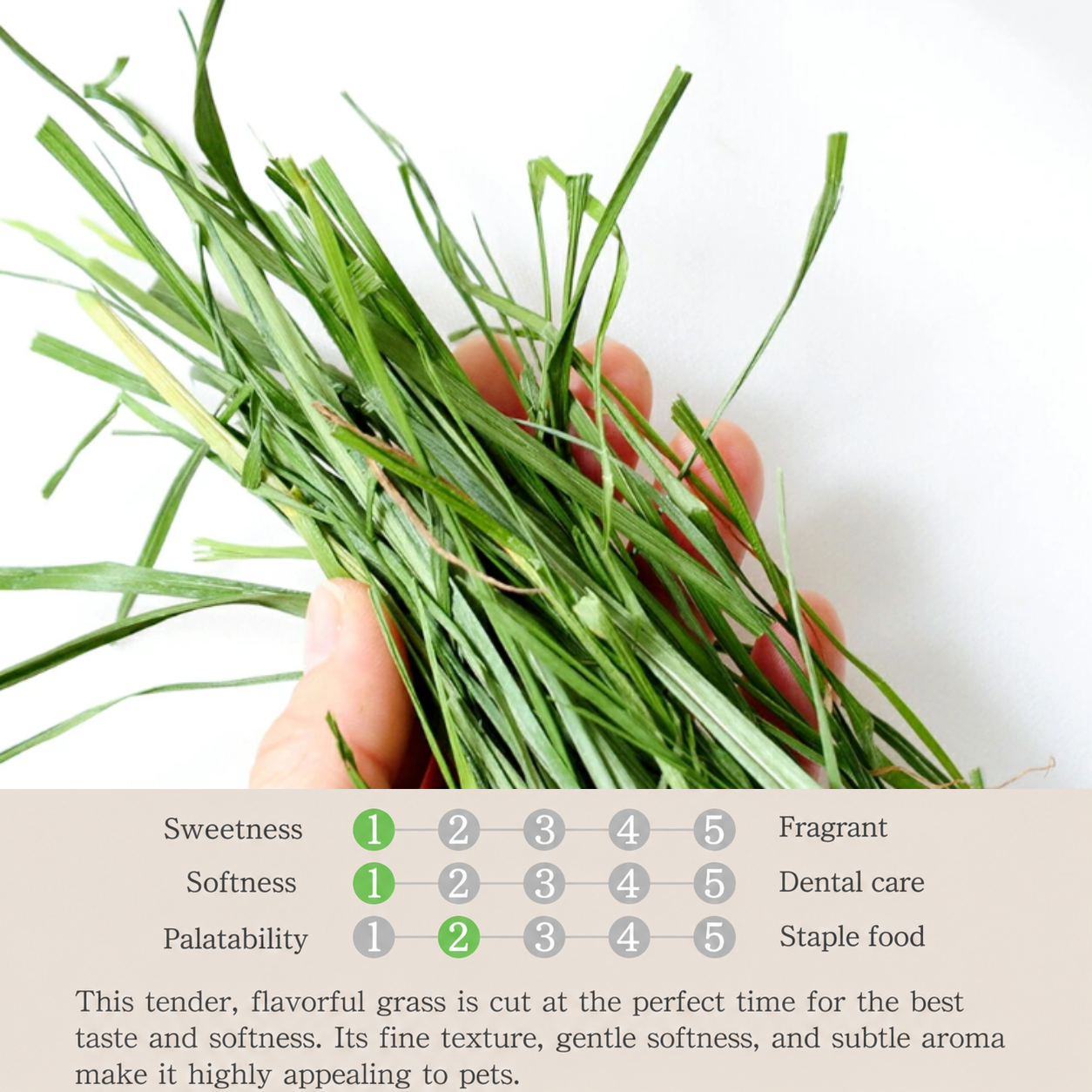 Leafcorp Seasonal Soft Italian Ryegrass
