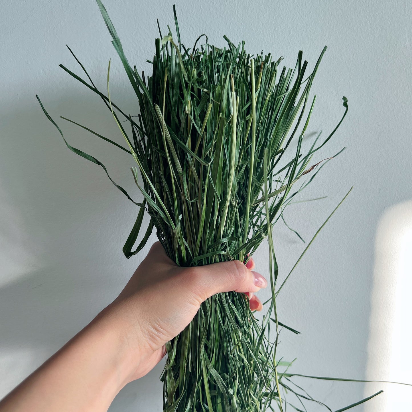 Coconut's Hut Timothy Hay (Oven Dry) 1kg