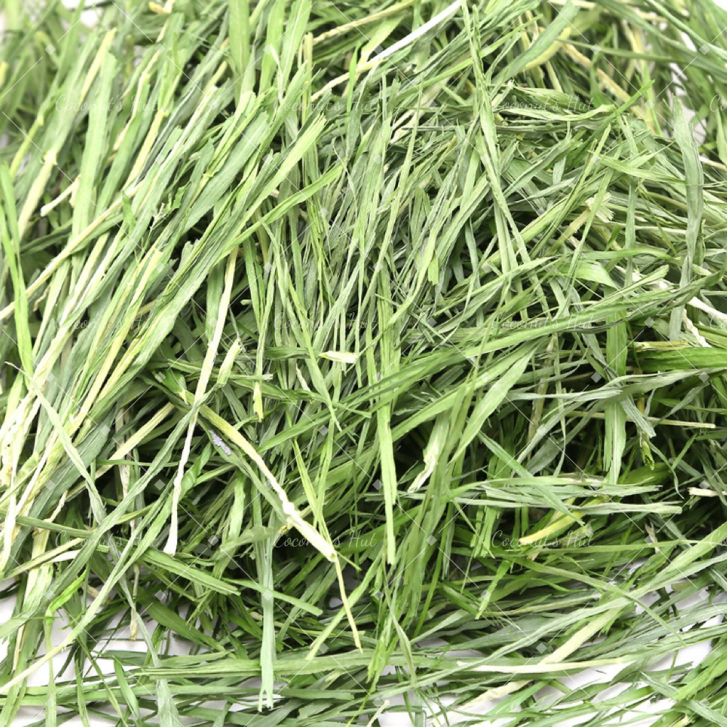 Leafcorp Yamitsuki (Addictive) Barley Hay 日本产 上瘾大麦草