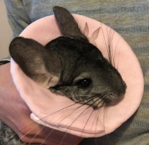 Plus Pastel Soft Elizabeth Collar for Small Animals