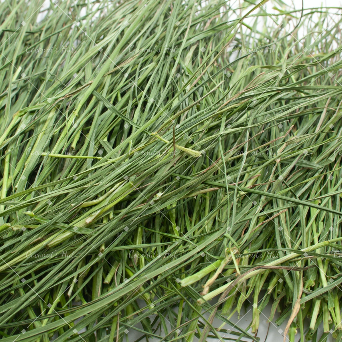 Leafcorp Yamitsuki (Addictive) Italian Ryegrass 日本产 上瘾意大利黑麦草