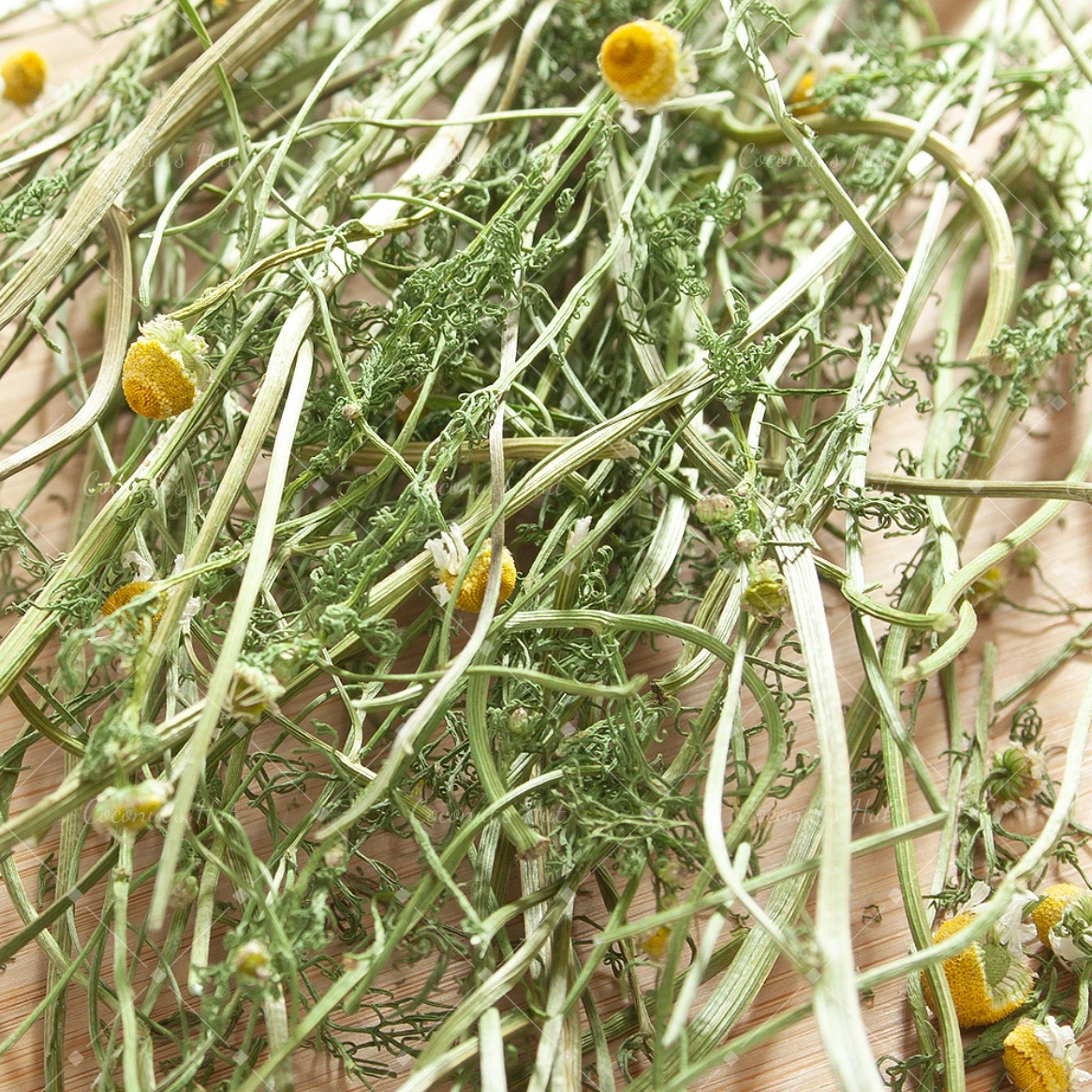 Leafcorp Chamomile 日本产 洋甘菊整株