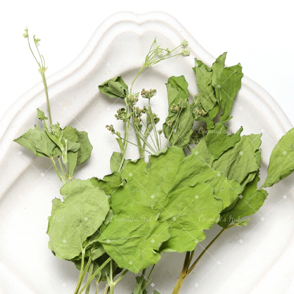 Leafcorp Dried Chomeiso (Peucedanum japonicum) 长命草
