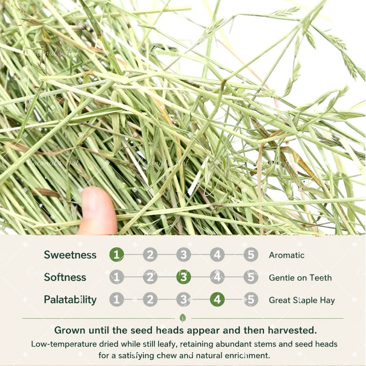 Leafcorp Green Cut ltalian Ryegrass 日本产 青割意大利黑麦草