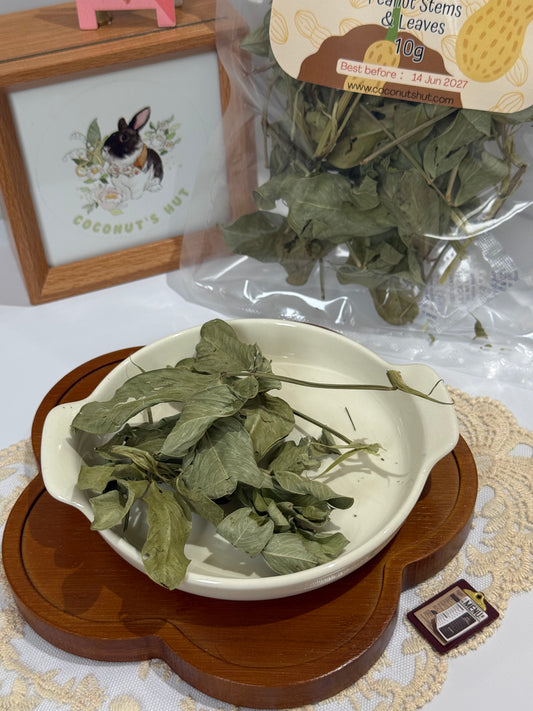 Coconut's Hut Peanut Plant 花生秧