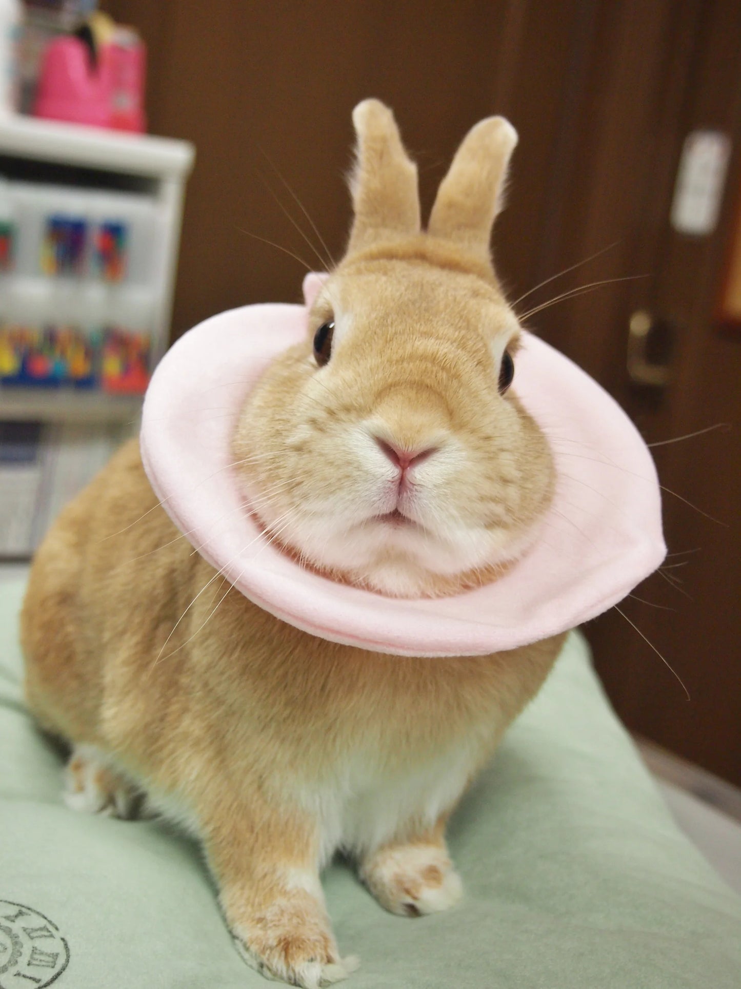 Plus Pastel Soft Elizabeth Collar for Small Animals