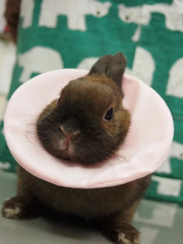Plus Pastel Soft Elizabeth Collar for Small Animals