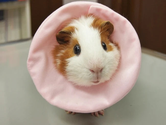 Plus Pastel Soft Elizabeth Collar for Small Animals