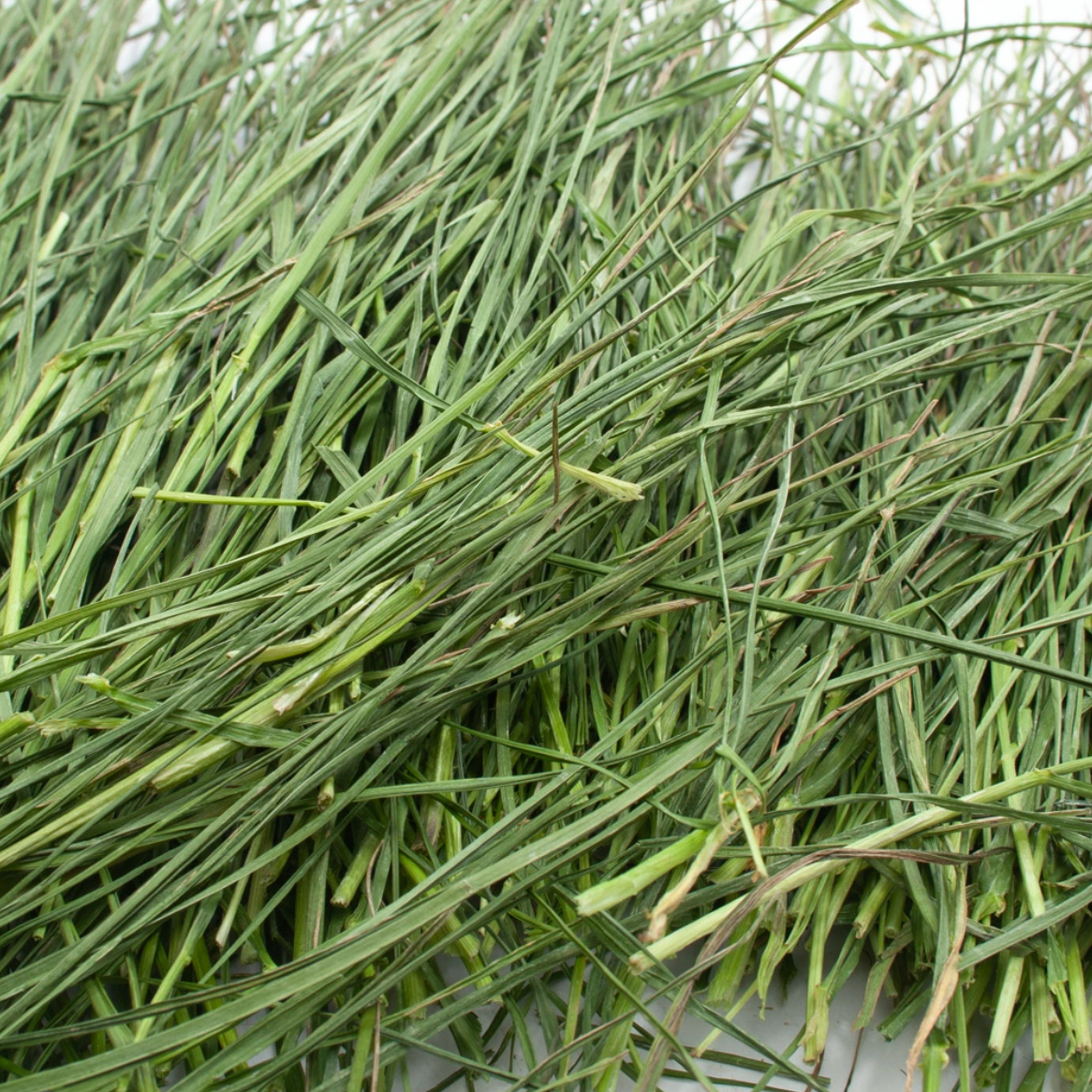 Leafcorp Domestically Grown Addictive Series Italian Young Ryegrass