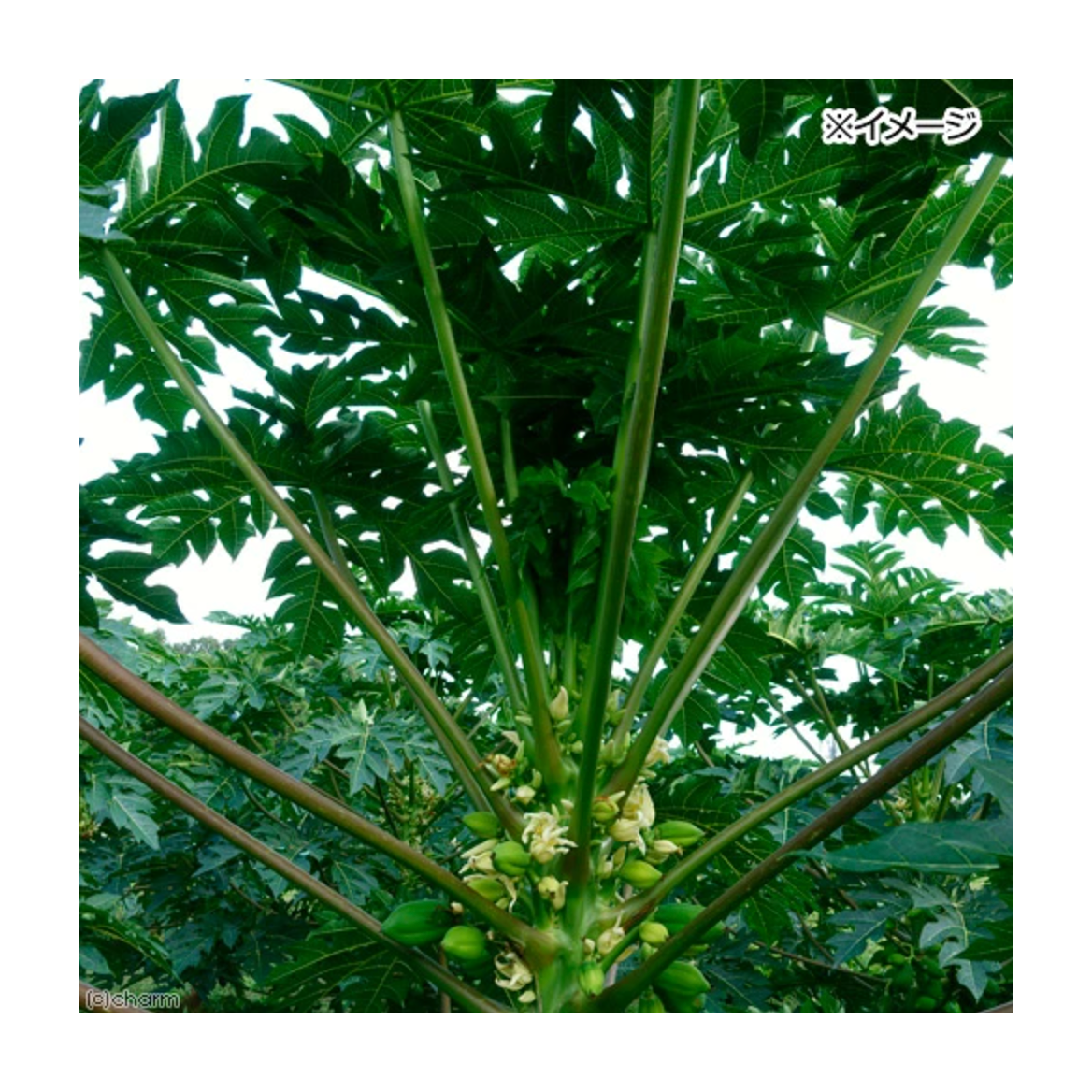 Leafcorp Japan Papaya Stems