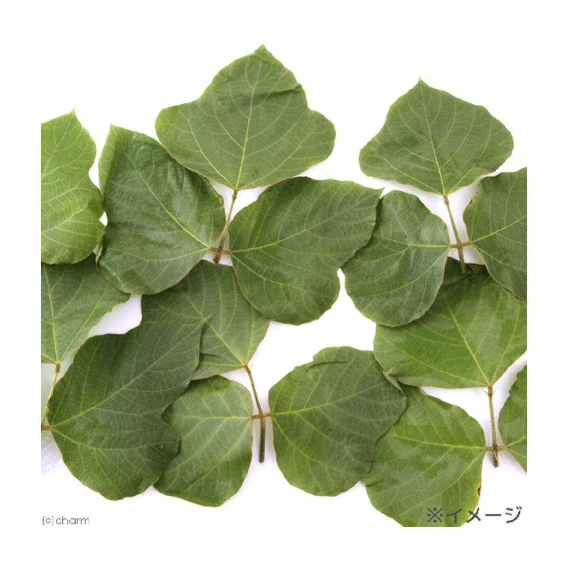 Leafcorp Dried Kudzu Leaves