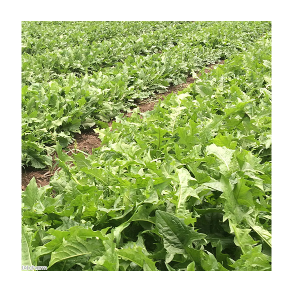 Leafcorp Nagano Highland Dandelion