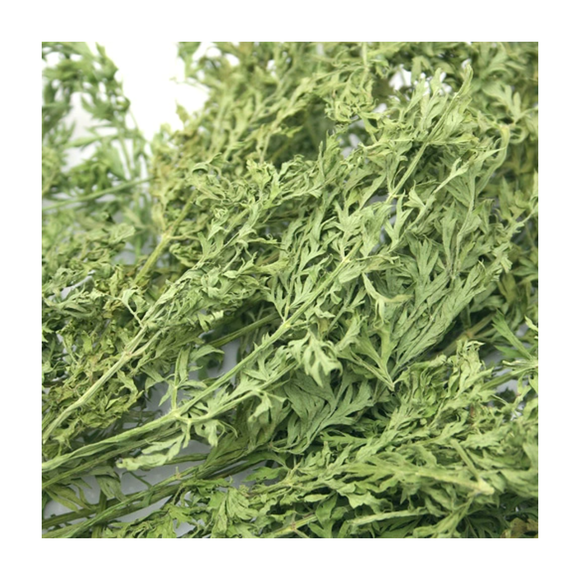 Leafcorp Japan Carrot Tops 埼玉县胡萝卜缨