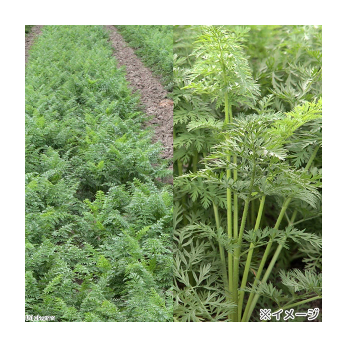 Leafcorp Japan Carrot Tops 埼玉县胡萝卜缨