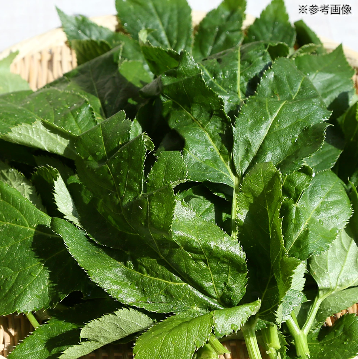 Leafcorp Ashitaba 明日叶