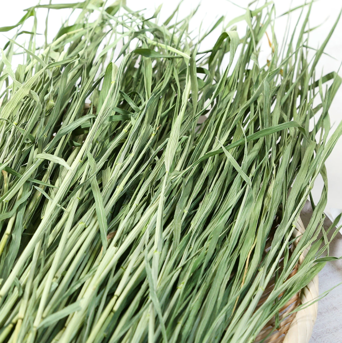 Leafcorp Addictive Wheat Hay 小麦草