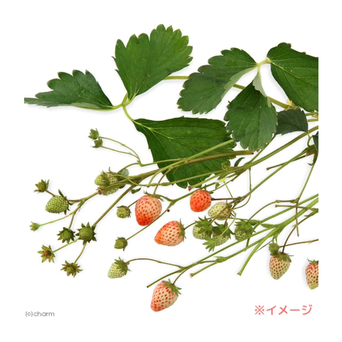 Leafcorp Strawberry Leaves & Fruits