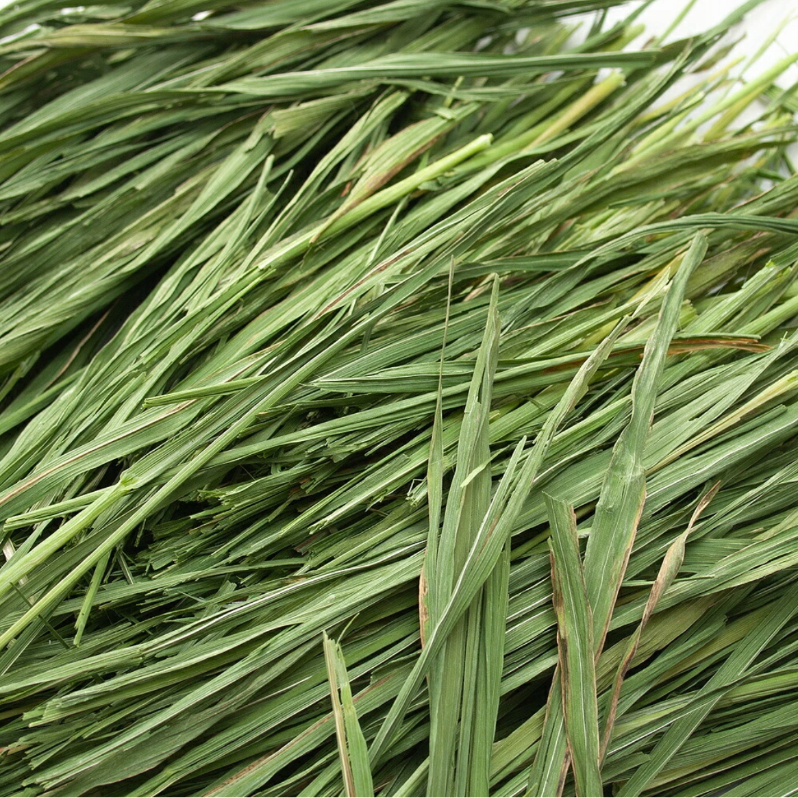 Leafcorp Addicted Frost Kiss Oat Hay 霜降燕麦草