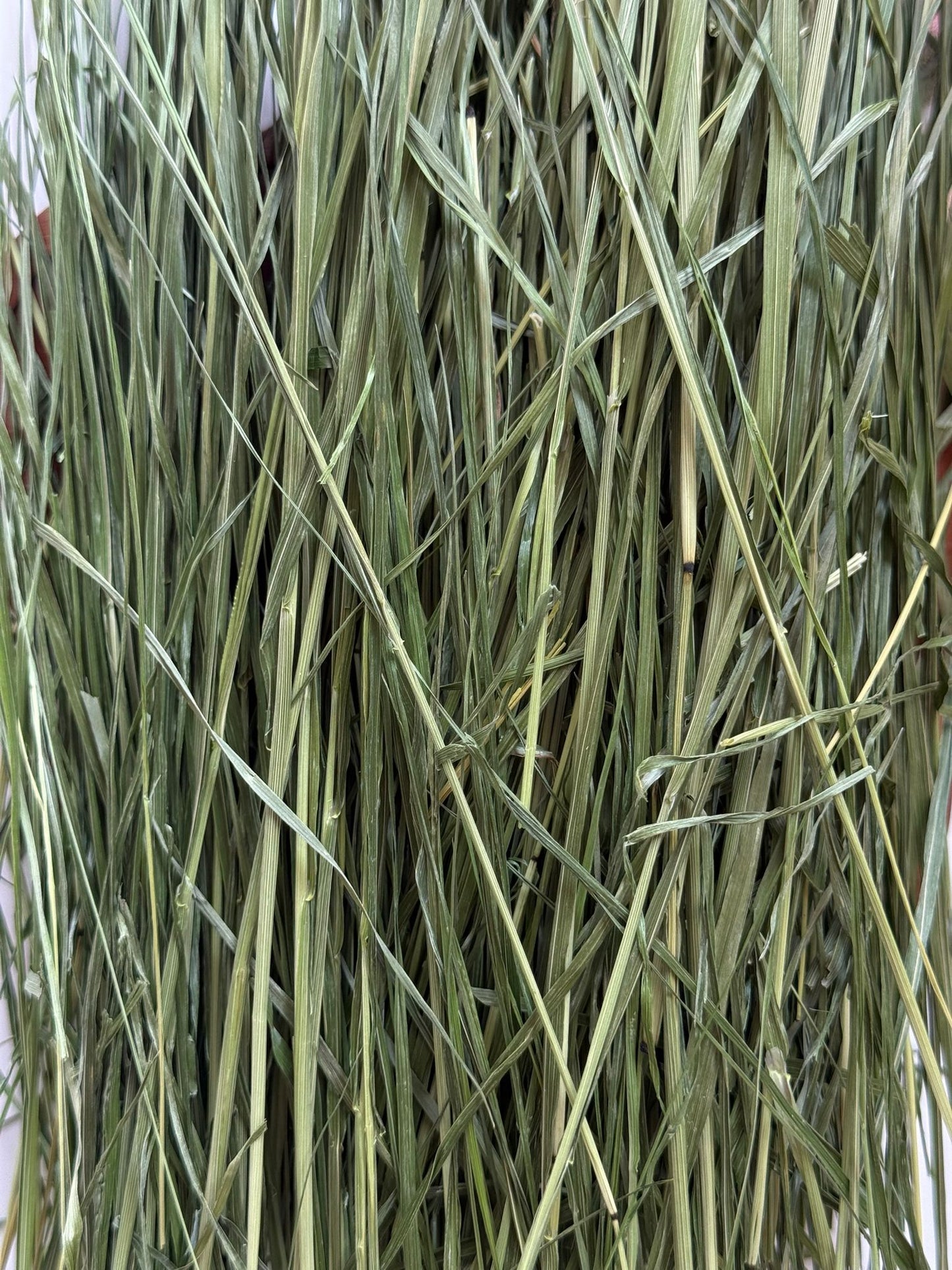 Coconut's Hut Timothy Hay (Oven Dry) 1kg