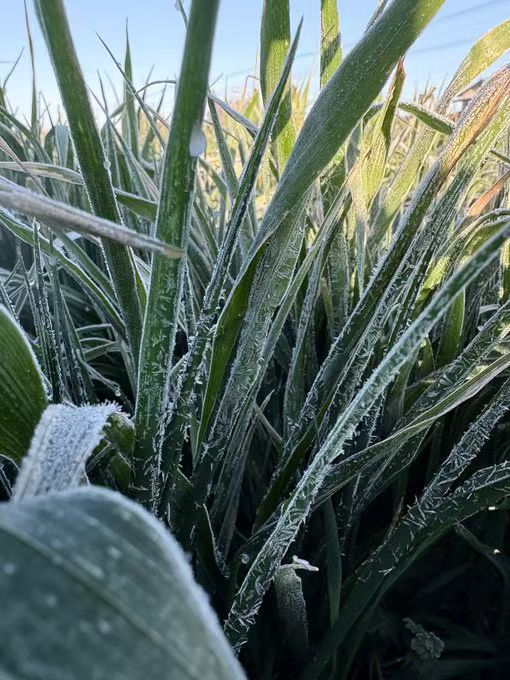 Leafcorp Addicted Frost Kiss Oat Hay 霜降燕麦草