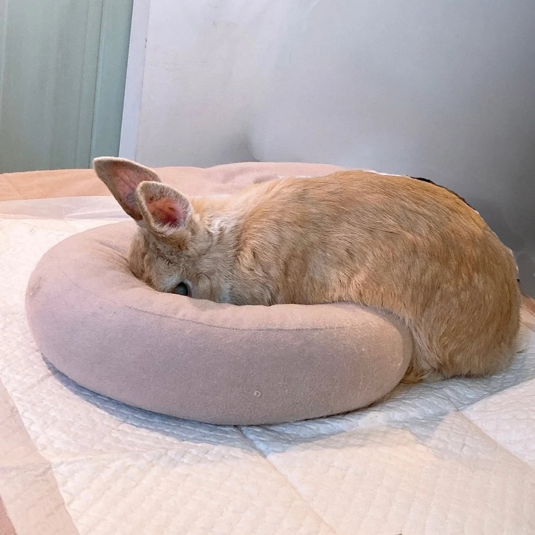 Plus Small Pet Support Donut Cushion