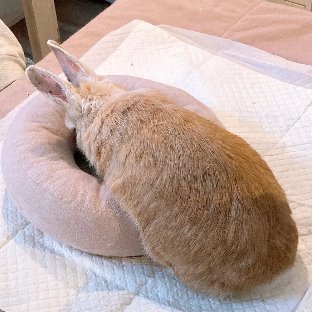 Plus Small Pet Support Donut Cushion